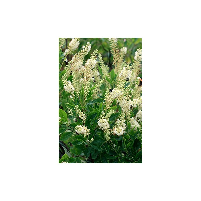 Clethra aln. 'Hummingbird' (Summersweet) Shrub, white flowers, #3 - Size