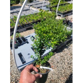 Steeds Japanese Holly Tree - Live Plant - (1 QT)