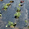 TENAX Black Cover Mulch Film 1.40 x 10 m Black