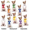 FRIENDLY (Known as Friendly) Green Colour Coded Neoprene Padded Dog