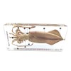 Squid Cuttlefish Conformation Specimen in Acrylic Block Paperweights Science Classroom