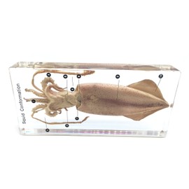 Squid Cuttlefish Conformation Specimen in Acrylic Block Paperweights Science Classroom Specimens for Science Education