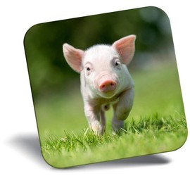 Destination Vinyl ltd Fridge Magnet - Cute Pink Piglet Farm Animal Pigs for Office, Cabinet and Whiteboard, Magnetic Stickers, 44802