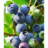 Blueberry Seeds for Planting 200 Pcs