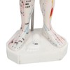 Human Body Acupuncture Model Professional Portable Meridian Points Model for