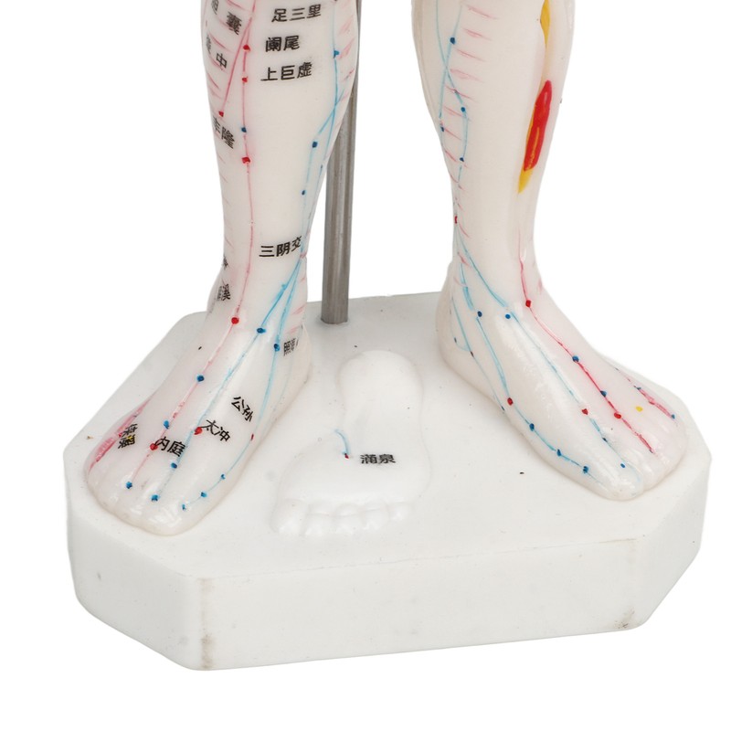 Human Body Acupuncture Model Professional Portable Meridian Points Model for