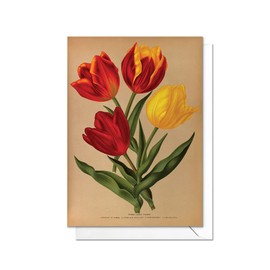 Antique Botanical Greeting Cards - Vintage Style Family All Occasion Card with Envelopes (Red and Yellow Tulips) - T07