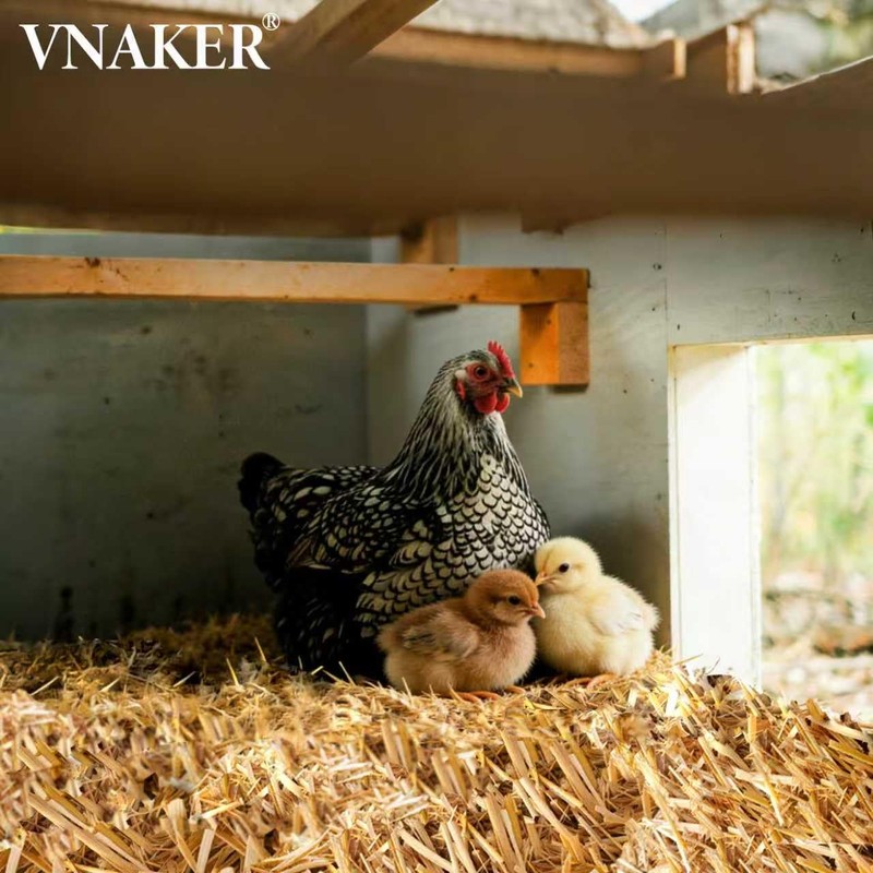 VNAKER Natural Wheat Straw, 1 LB Clean Dry Straw Bale
