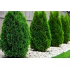 Arborvitae Emerald Green | 2 Live Gallon Size Trees |