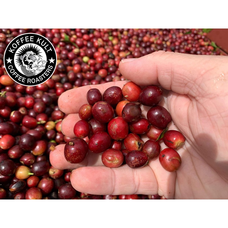 Koffee Kult Colombian Huila Fresh Coffee Beans - Whole Bean