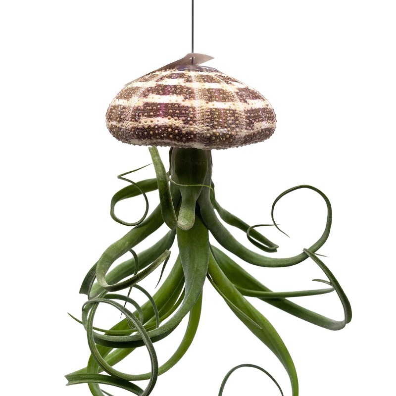 Florida House Plants Large Tillandsia Jellyfish, Big Hanging air Plant