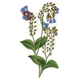 Comfrey - Crown Cuttings - Bocking 14 (Symphytum ×  uplandicum) - Ready to Plant (Comphrey, knitbone) Easy! (5)