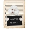 Poodle Dog Mugshot Bad Dog Car Bumper Magnet, Magnetic for