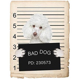 Poodle Dog Mugshot Bad Dog Car Bumper Magnet, Magnetic for Refrigerator, Decorative Fridge, Office, Whiteboard, Kitchen, Locker Waterproof Decor, Family & Friends, 4x7 in