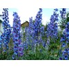 Sky Blue Delphinium Tall Seeds 30+ Seeds for Planting