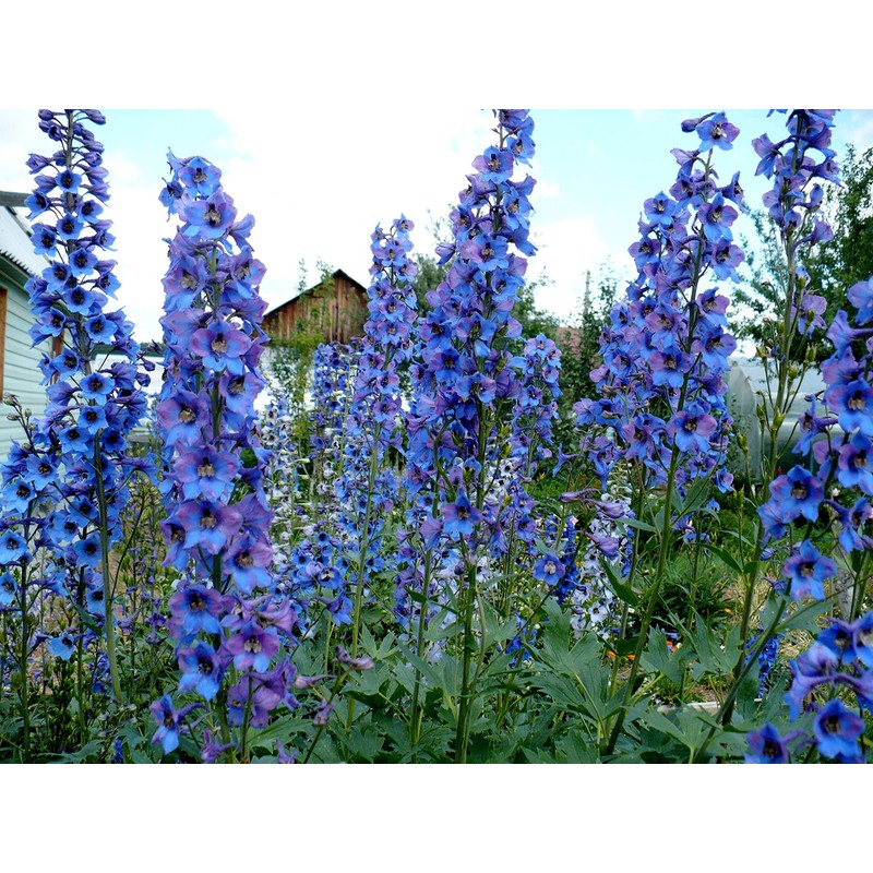 Sky Blue Delphinium Tall Seeds 30+ Seeds for Planting