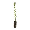 The Jonsteen Company Cork Oak | Medium Tree Seedling |