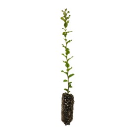 The Jonsteen Company Cork Oak | Medium Tree Seedling | The Jonsteen Company