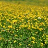 Outsidepride Perennial Birdsfoot Trefoil Seed - 10 lbs Nitrocoated, Inoculated,