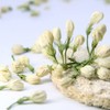 LWXLJMJZC-Jasmine Flower Tea -Dried Jasmine Flavor Tea -Herbal Blooming Tea