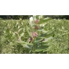 Milkweed Monarchy 2 oz (6k+) Common Milkweed Seeds (Asclepias syriaca),