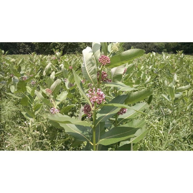 Milkweed Monarchy 2 oz (6k+) Common Milkweed Seeds (Asclepias syriaca),