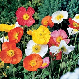 200 Poppy Mix Seeds. USA Seeds. Organic. Ships free