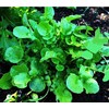 1000 Watercress Seeds - Delicious Additions to Salads