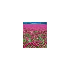 CRIMSON CLOVER SEED 5 LB Cover Crop, Pasture, Lawns, Wildlife Attractant