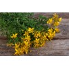 SeedsUP - 1500+ Seeds St. John's Wort (Hypericum perforatum) -