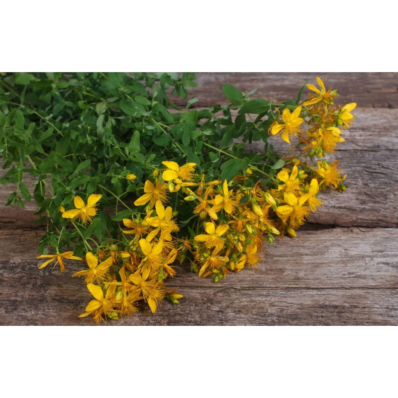 SeedsUP - 1500+ Seeds St. John's Wort (Hypericum perforatum) -