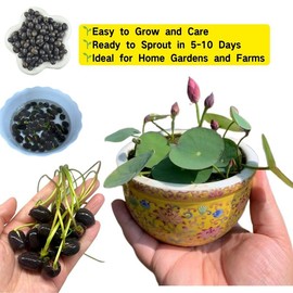 30/60 pcs Mixed Bowl Lotus Flower Seeds for Planting Aquatic Plants for Ponds Indoor Bonsai Outdoor Water Gardens Patio Decor Contains Exotic Pink Seeds in Summer:_60pcs