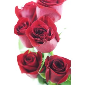 KaBloom Flowers -Boston Collection - 12 Red Roses without vase, Gift for Birthday, Sympathy, Anniversary, Get Well, Thank You, Valentine, Mother’s Day Fresh Flowers