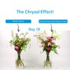 Chrysal Flower Boost – Clear Flower Food Packets for Flower