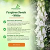 Outsidepride Digitalis Purpurea Alba White Foxglove Seeds – 5000 Pcs