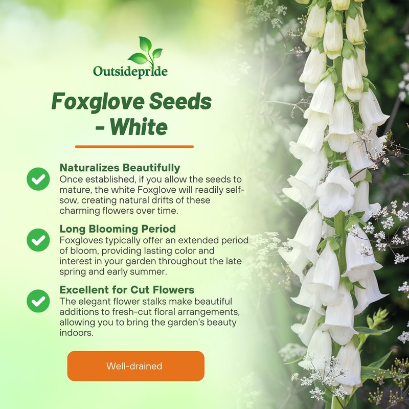 Outsidepride Digitalis Purpurea Alba White Foxglove Seeds – 5000 Pcs