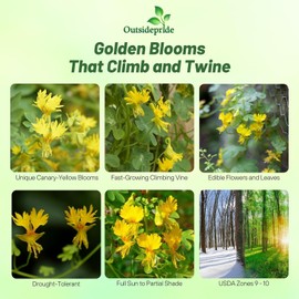 Outsidepride Yellow Canary Creeper Nasturtium Seeds - 100 Pcs Perennial, Easy to Grow & Versatile, Flower Seeds for Planting Vibrant Blooms, Ideal for Gardens, Borders, and Pollinator Gardens