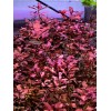 50 Plant Stems Pack - Live Aquatic Freshwater Plants -