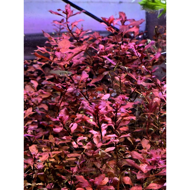 50 Plant Stems Pack - Live Aquatic Freshwater Plants -