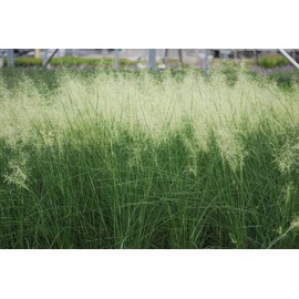 Perennial Farm Marketplace Muhlenbergia c. 'White Cloud' (Muhly) Ornamental Grass, Size-#1 Container, Blue Green Foliage