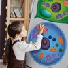 VercanMonth Magnetic Animal and Plant Cell Anatomy Model Clearly Labeled