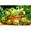 Artichoke 20 Seeds for Planting Non-GMO