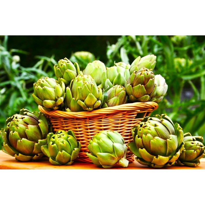 Artichoke 20 Seeds for Planting Non-GMO