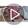 VANLIG Planta Artificial Cerezo 1.2mts Incluye Maceta para Interiores