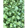 Roots 10 Watercress With Roots Live Plant Aquarium Vegetables Ready
