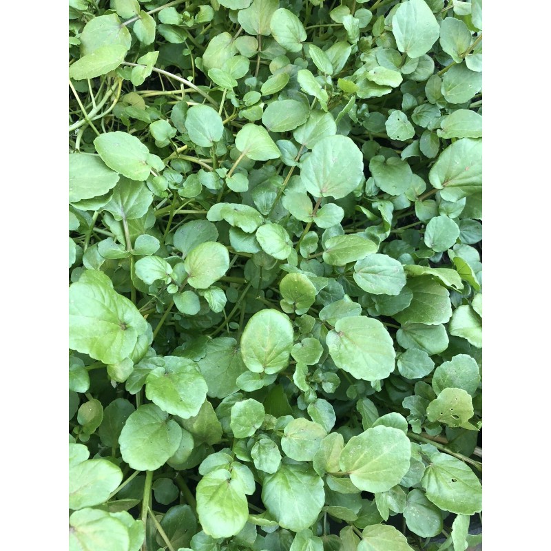 Roots 10 Watercress With Roots Live Plant Aquarium Vegetables Ready