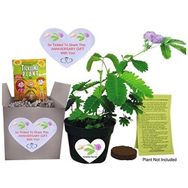 TickleMe Plant Anniversary Grow Kit - to Grow The Plant That Closes Its Leaves and Lowers Its Branches When You Tickle It!