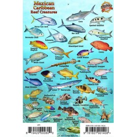 Mexican Caribbean Reef Creatures Guide Franko Maps Waterproof Fish Card 4" x 6"