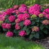 Blooming & Beautiful - Summer Crush Bigleaf Hydrangea - Endless
