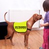 In Training Please Don't Approach/Ask Before Petting Me Dog Jacket